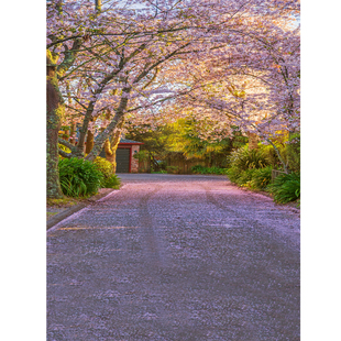 春季樱花背景布校园马路日系少女写真影棚影楼人像产品拍摄自然风