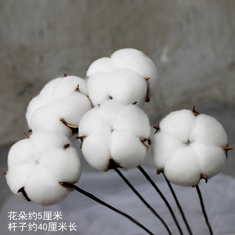 五瓣棉花头白色棉花天然棉花手工干花永生花文艺复古装饰干花枝杆