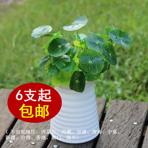 仿真金钱叶 铜钱草 富贵草 仿真小荷叶绿色植物假草绢花装饰