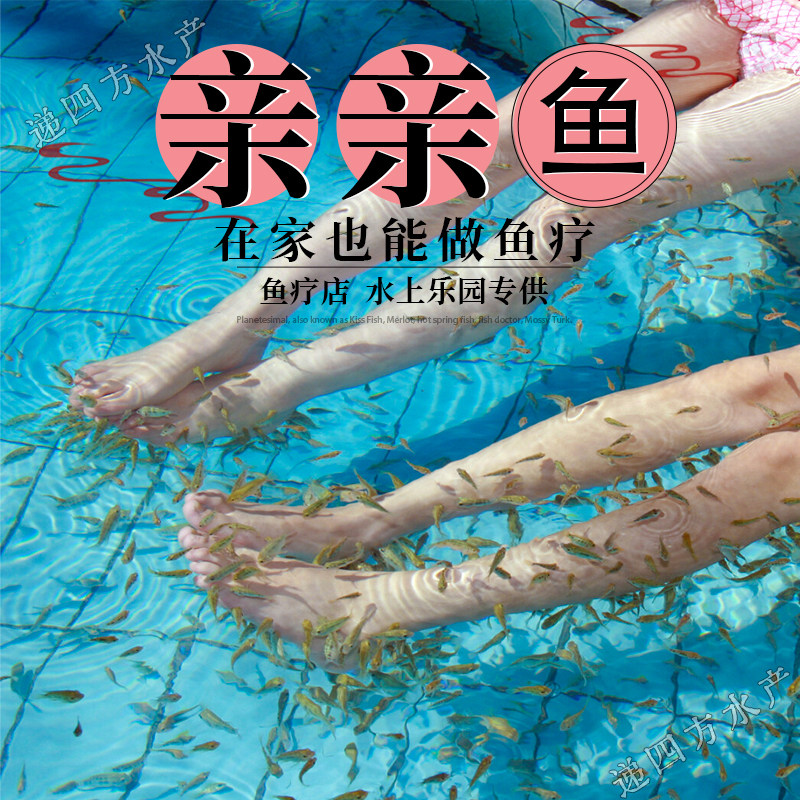鱼疗亲亲鱼足疗鱼亲亲鱼温泉鱼活体洗脚鱼按摩吃死皮的小鱼星子鱼