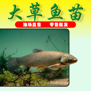 草鱼苗淡水 养殖 食用皖鱼苗批 发四大家鱼养殖鱼淡水鱼苗大全