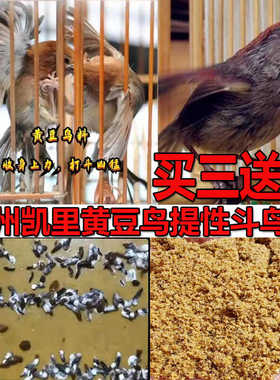 黄豆鸟食手工秘制凯里生头鸟食下山鸟料黄腾鸟饲料打口料500g包邮