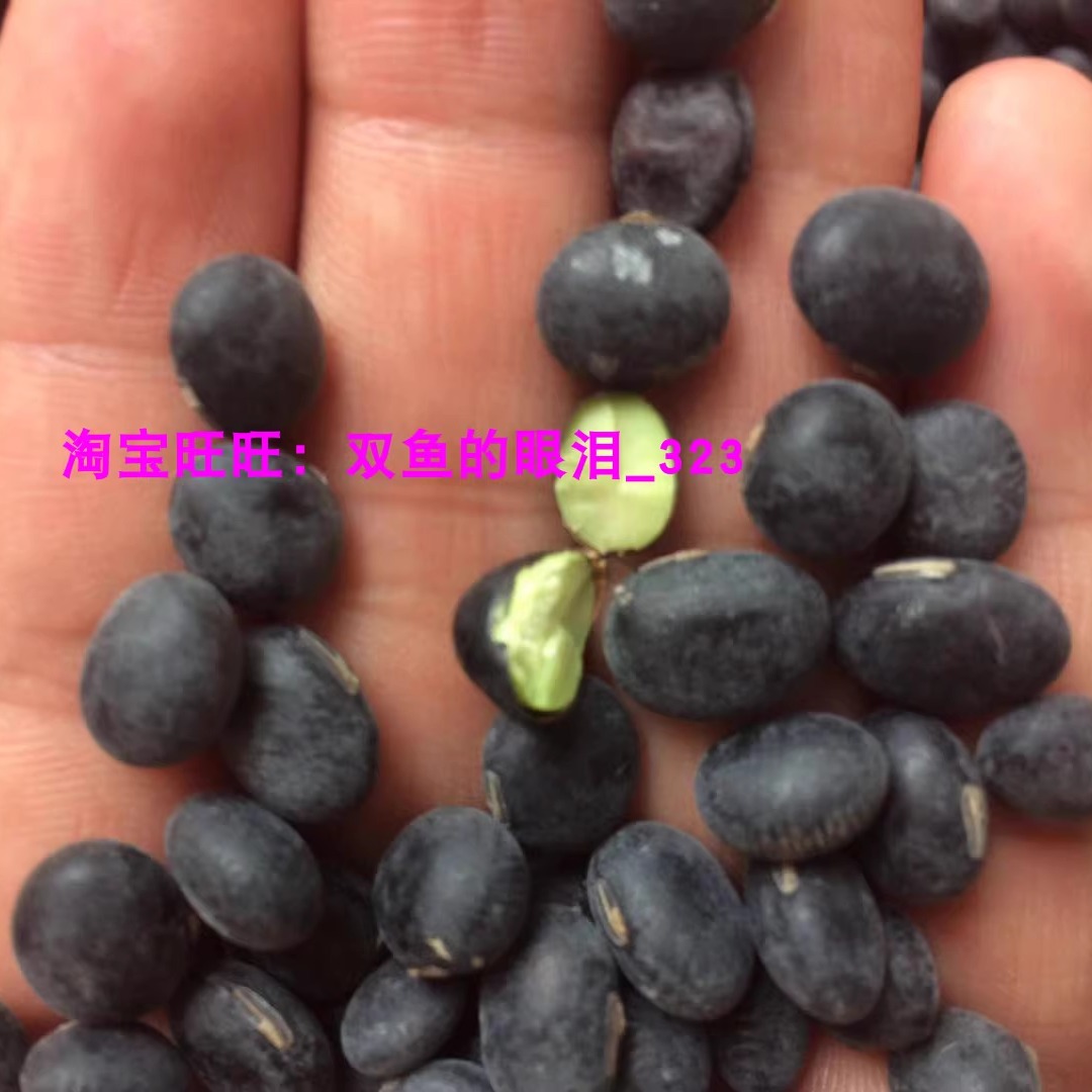 皮黑仁青双鱼农家本地黑豆青仁
