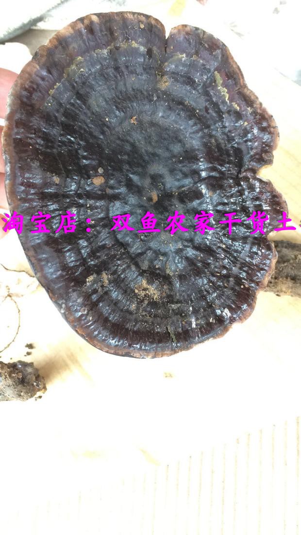 野生灵芝口感好不苦深山老林