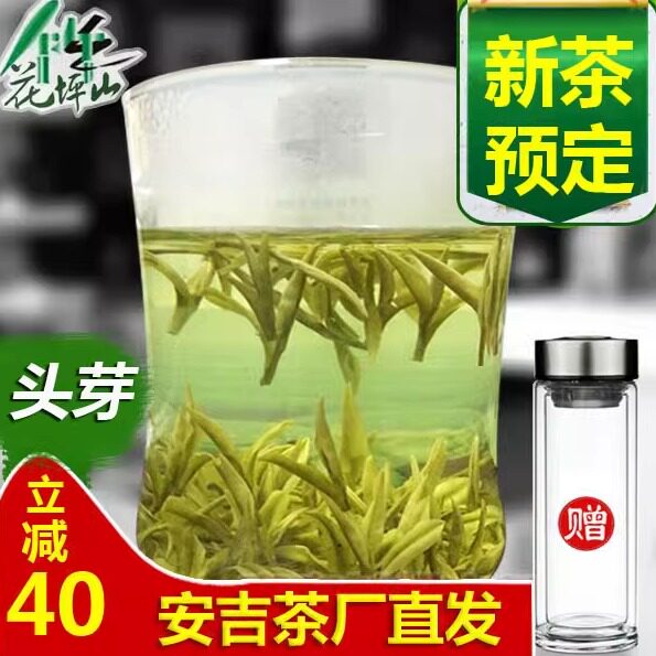 新茶安吉白茶250克头采明前春茶