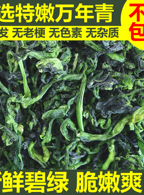 精选特嫩万年青菜干优质油菜嫩尖青菜干鲜嫩脱水菜芯蔬菜干橄榄菜