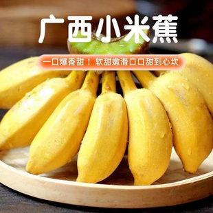 广西香蕉小米蕉树上熟现摘新鲜 包邮