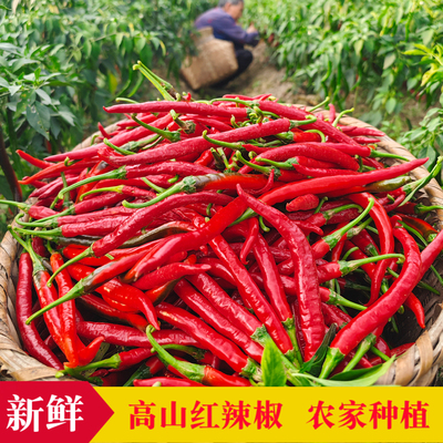 红线椒红海椒恩施高山农家种植二荆条新鲜蔬菜现摘现发泡辣椒剁椒