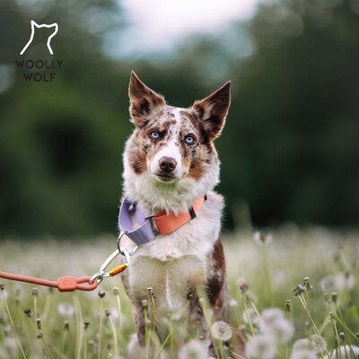 WoollyWolf狗项圈宠物牵引半P链