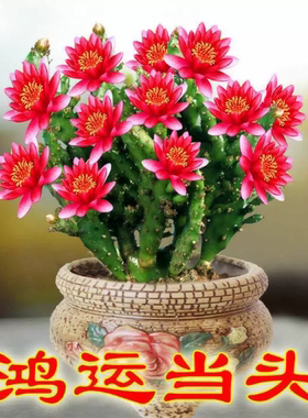 鸿运当头多肉植物绯花玉包开花千手观音仙人掌蟹爪兰绿植盆栽花卉