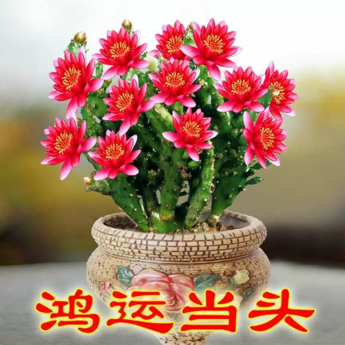 鸿运当头多肉植物阳台四季开花