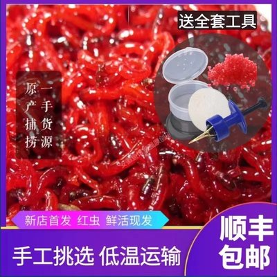 鲜活红虫综合通杀饵天津大虫顺丰