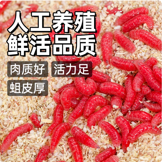 鲜活红蛆虫活饵红虫鱼饵户外野钓鲫鱼饵料溪流马口爆护饵红蛆虫