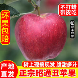 云南昭通苹果高原红露富士2026新苹果水果丑苹果新鲜脆甜水果当季