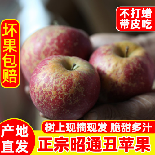 昭通红富士冰糖心丑苹果脆甜现摘