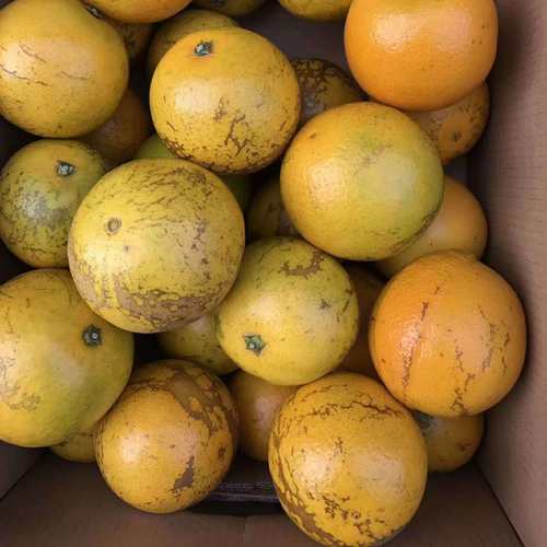 褚一花斑果5.2公斤玉溪纯甜鲜橙