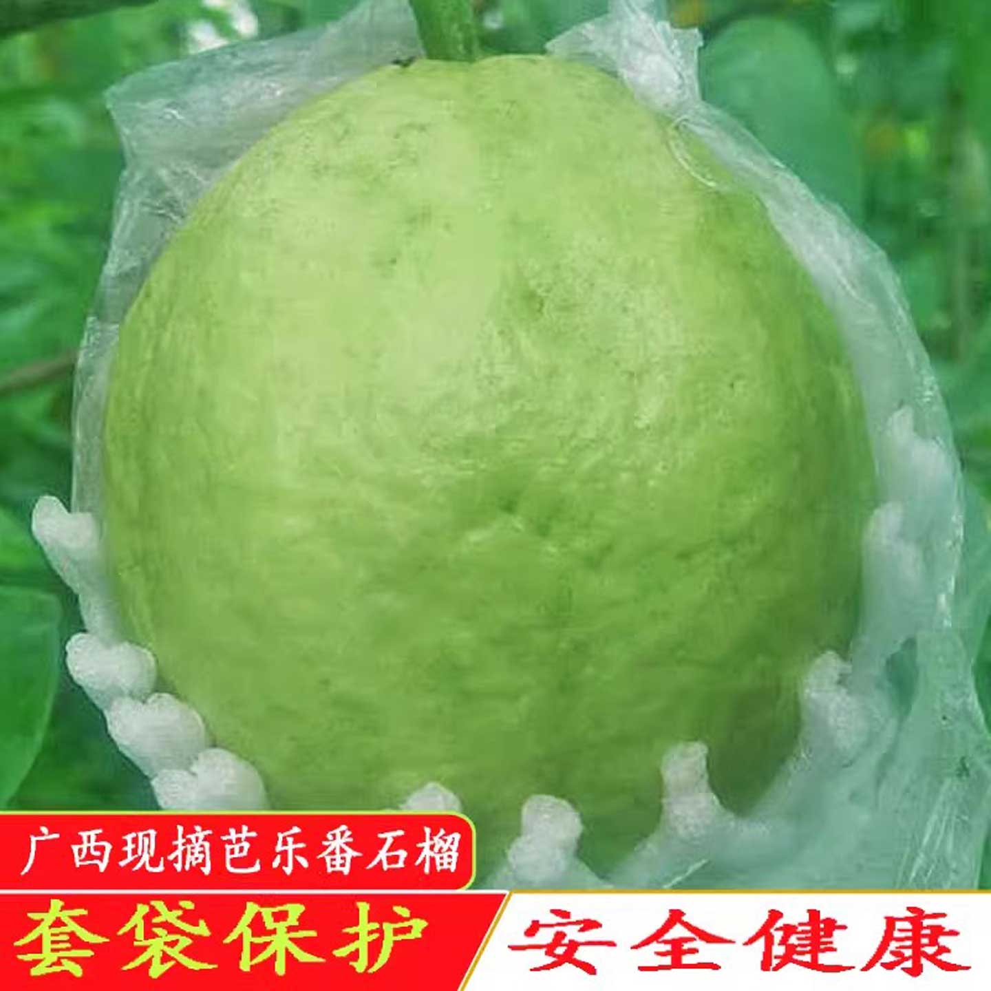 新鲜白心番石榴清甜脆口软糯香甜