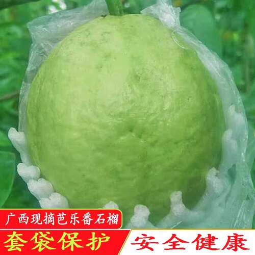 新鲜白心番石榴清甜脆口软糯香甜