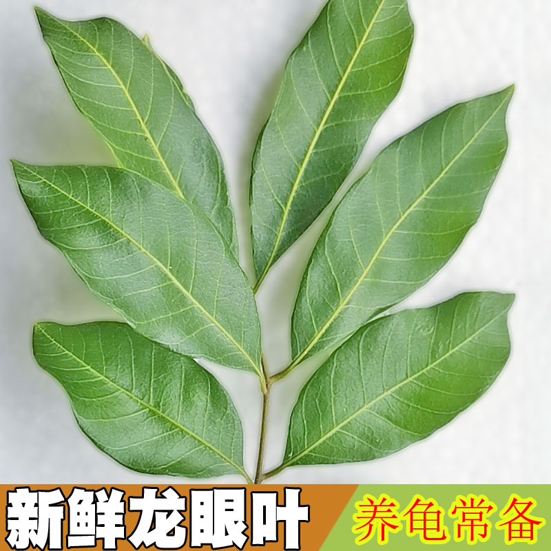 龙眼叶养龟躲避乌龟龙叶子免煮新鲜现摘鱼缸水质调节龟缸造景装饰-封面