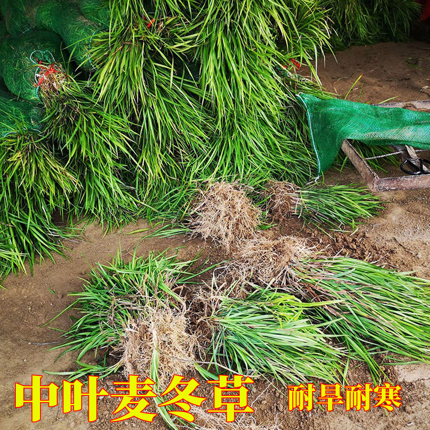 中叶麦冬草沿阶草细叶麦冬草图片