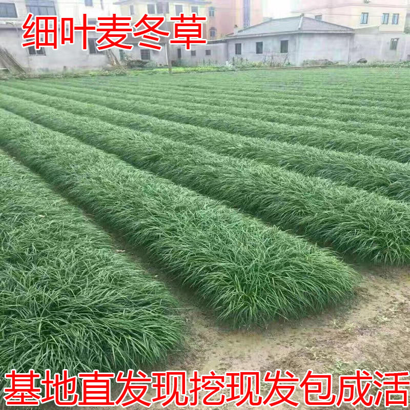 细叶麦冬草小区绿化麦冬沿阶书带