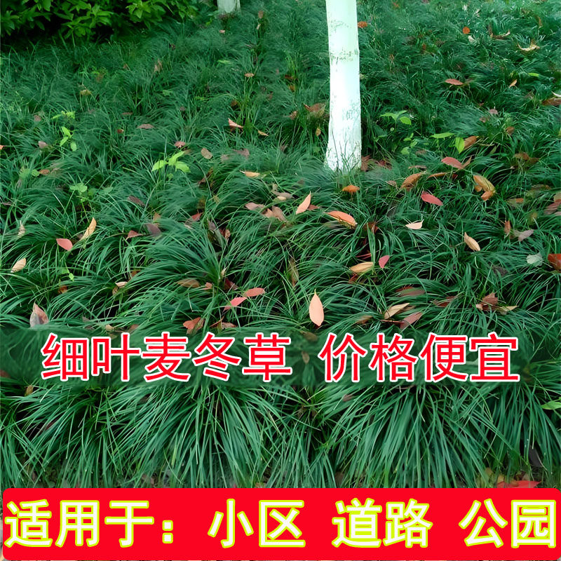 细叶麦冬草小区绿化麦冬沿阶书带