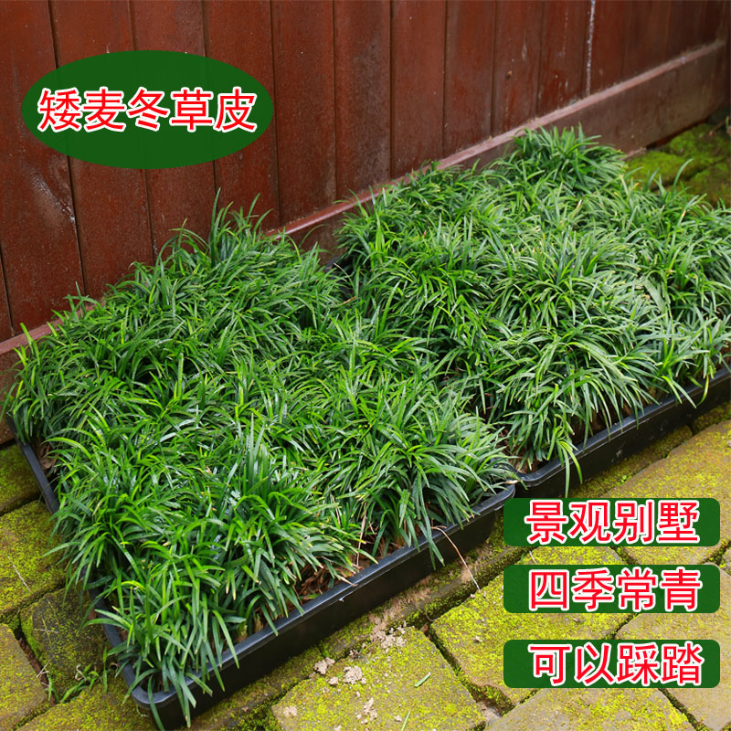 托盆麦冬日本矮麦冬草苗细长叶麦冬草苗玉龙草庭院绿化地被植物