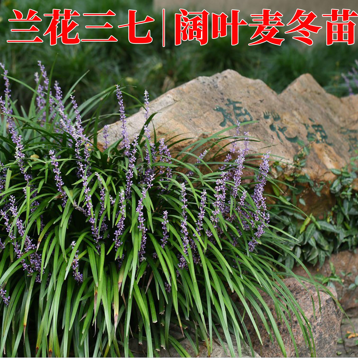 阔叶麦冬大叶麦冬草兰花三七图片