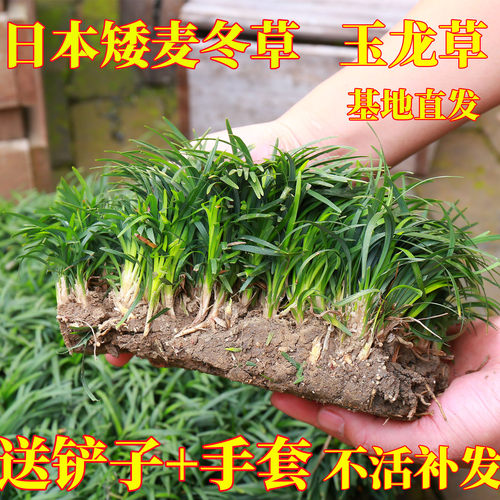 日本矮麦冬草玉龙草庭院草坪绿化麦冬草植物细叶金边麦冬草苗耐寒