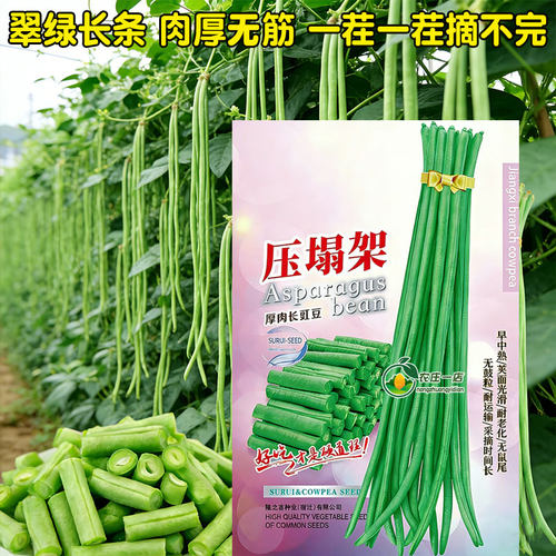 豆角种籽大全四季特长蔬菜种子孑