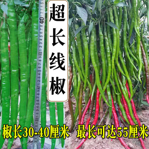 二荆条辣椒种籽超长线椒南方四季