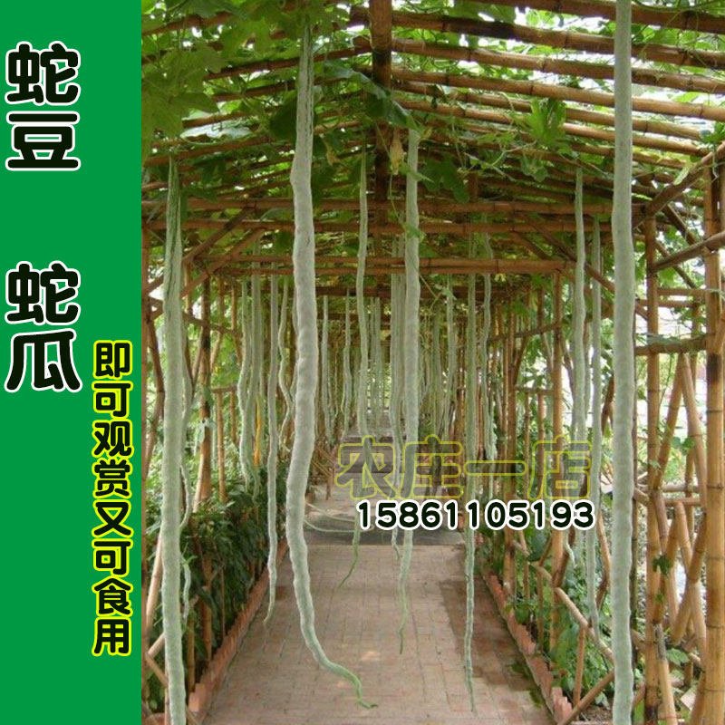 蛇豆种籽蛇瓜种子特色蔬菜种孑四季长超长丝瓜蛇豆角秧春夏爬藤苗
