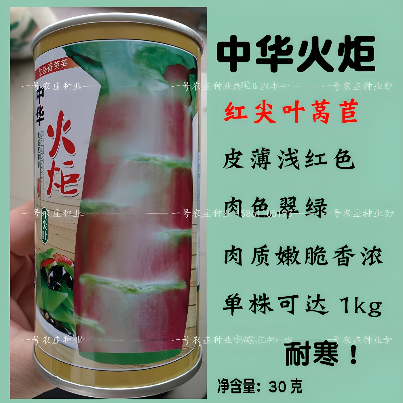 莴笋种子籽红皮尖叶青肉耐寒性强