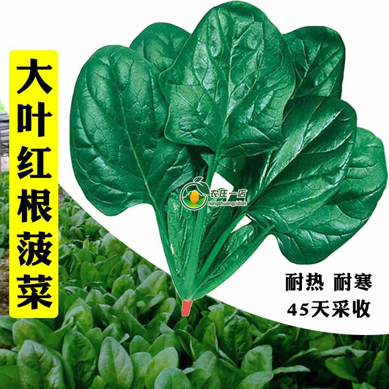 大叶红根菠菜种籽圆叶老菠菜种子