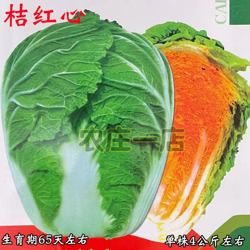 桔红心大白菜种子早熟黄心橘红白菜种籽秋播专用冬性强蔬菜种孑
