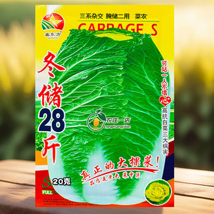 冬儲28斤大白菜種子70天包心快高產抗病耐熱耐寒耐抽苔大白菜種籽