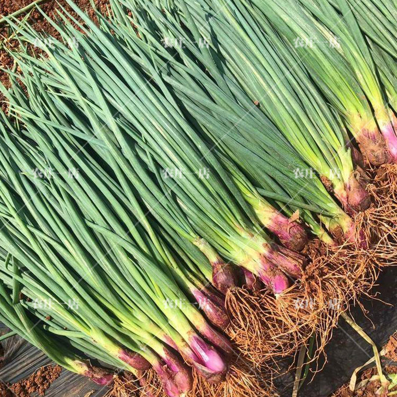 不易倒伏口感纯正四季红根小香葱