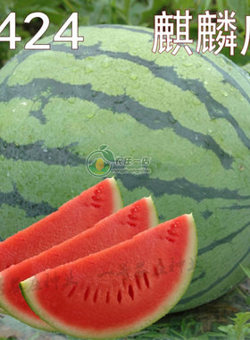 8424麒麟无籽美都西瓜种籽大全种子水果瓜果苗小南方蔬菜苗秧种孑