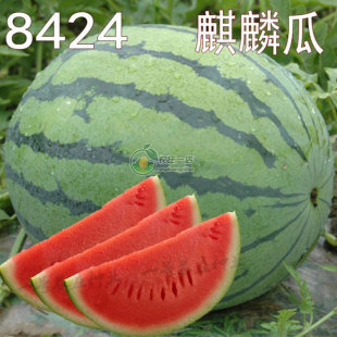 8424麒麟无籽美都西瓜种籽大全种子水果瓜果苗小南方蔬菜苗秧种孑