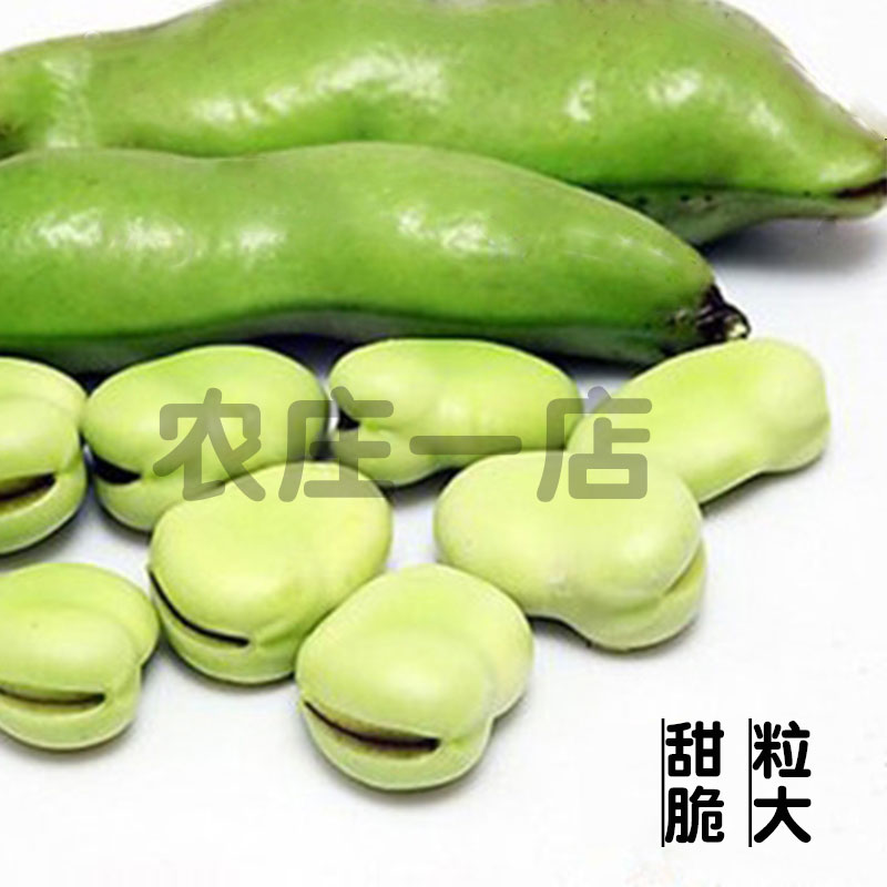 特大蔬菜蔬菜特大高产蚕豆种子