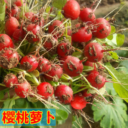 蔬菜樱桃小萝卜瓜果四季田园种子