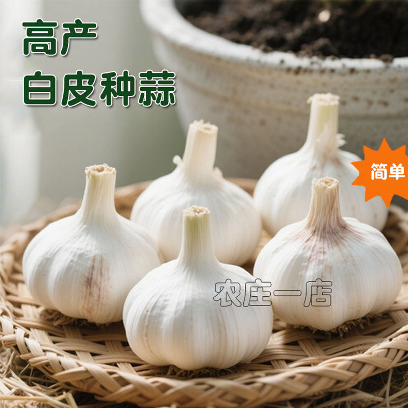 大蒜头出苔蒜种子四季播干蒜种籽