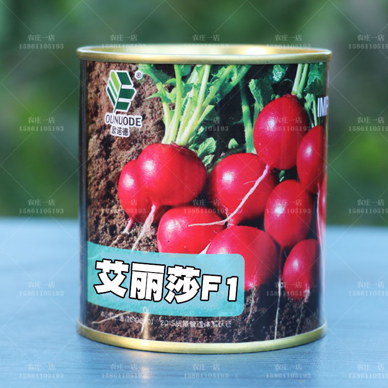 樱桃萝卜种子水果种孑籽肉脆甜味