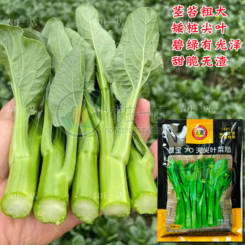 尖叶甜脆菜心种子油绿菜薹种籽有光泽农家青菜春季秋四季蔬菜种孑