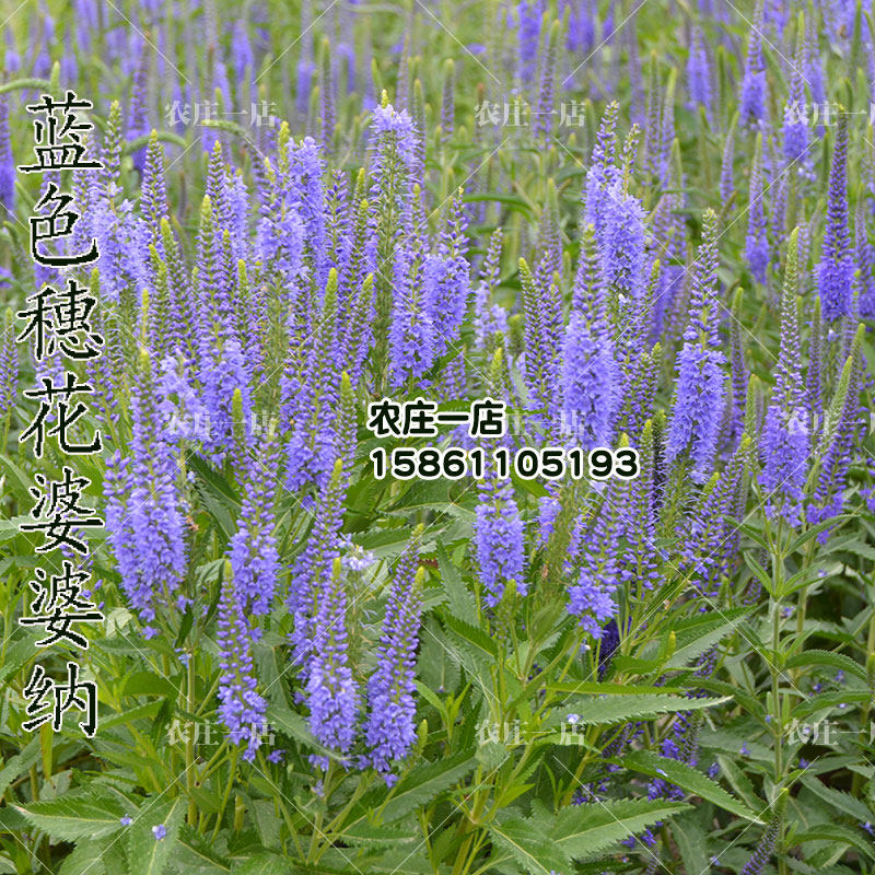 穗花婆婆纳种子耐寒花籽四季易播园林绿化景观花种子春秋盆栽花卉