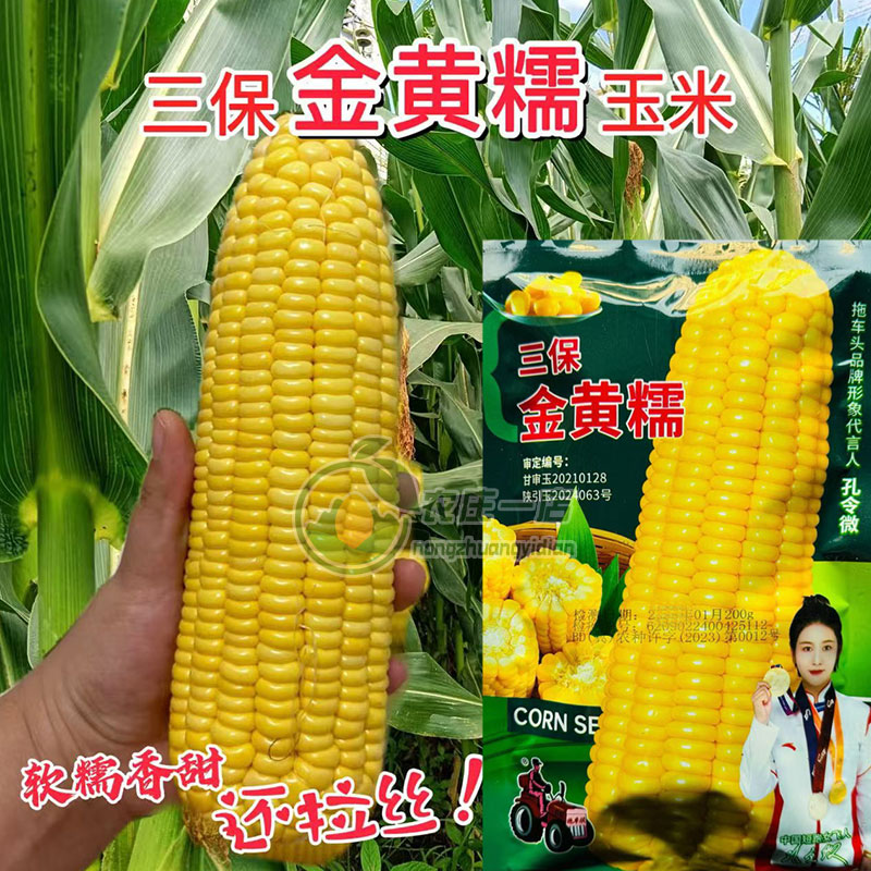 黄金糯玉米种子口感软糯拉丝香甜