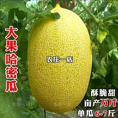 大果黄皮种籽种孑正品春四季甜瓜