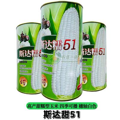斯达糯51白甜糯玉米种籽种子大棒