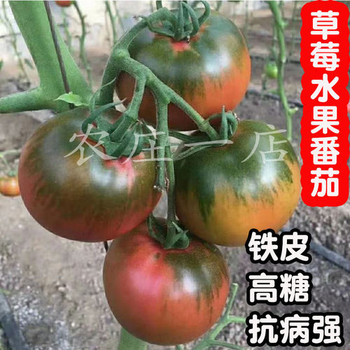 水果草莓番茄种子超甜铁皮柿子