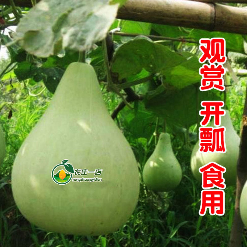 菜葫芦种籽可食用农家圆瓠瓜种子圆瓠子庭院种植春季观赏蔬菜种孑